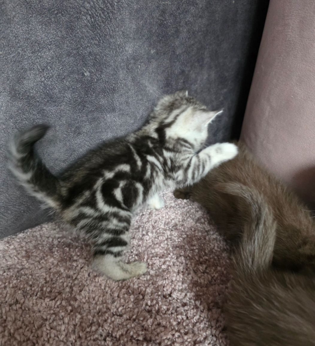 Шотландські мраморні кошенята