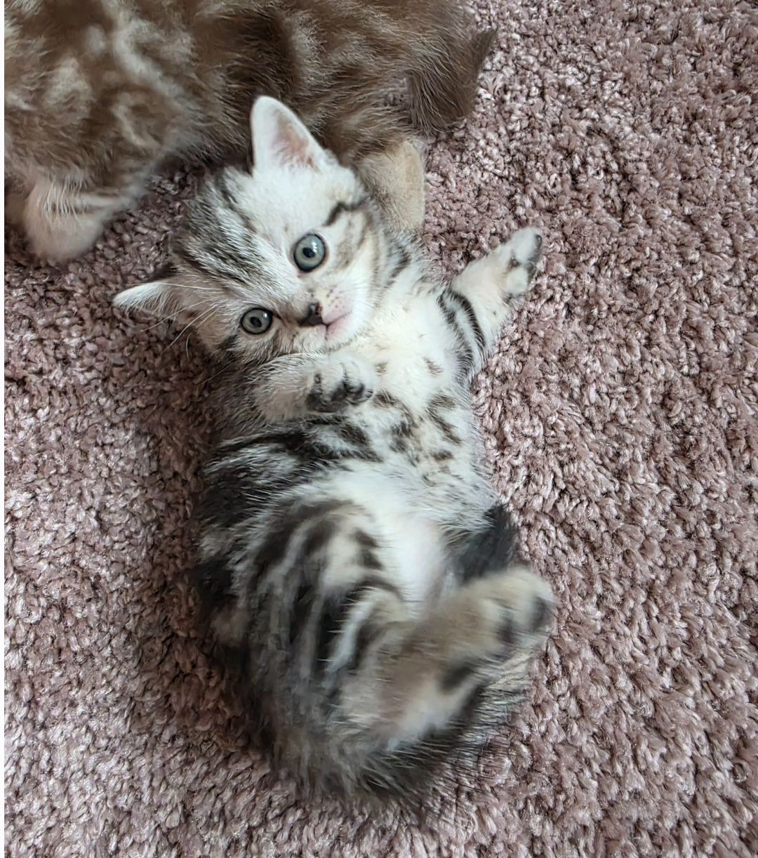 Шотландські мраморні кошенята