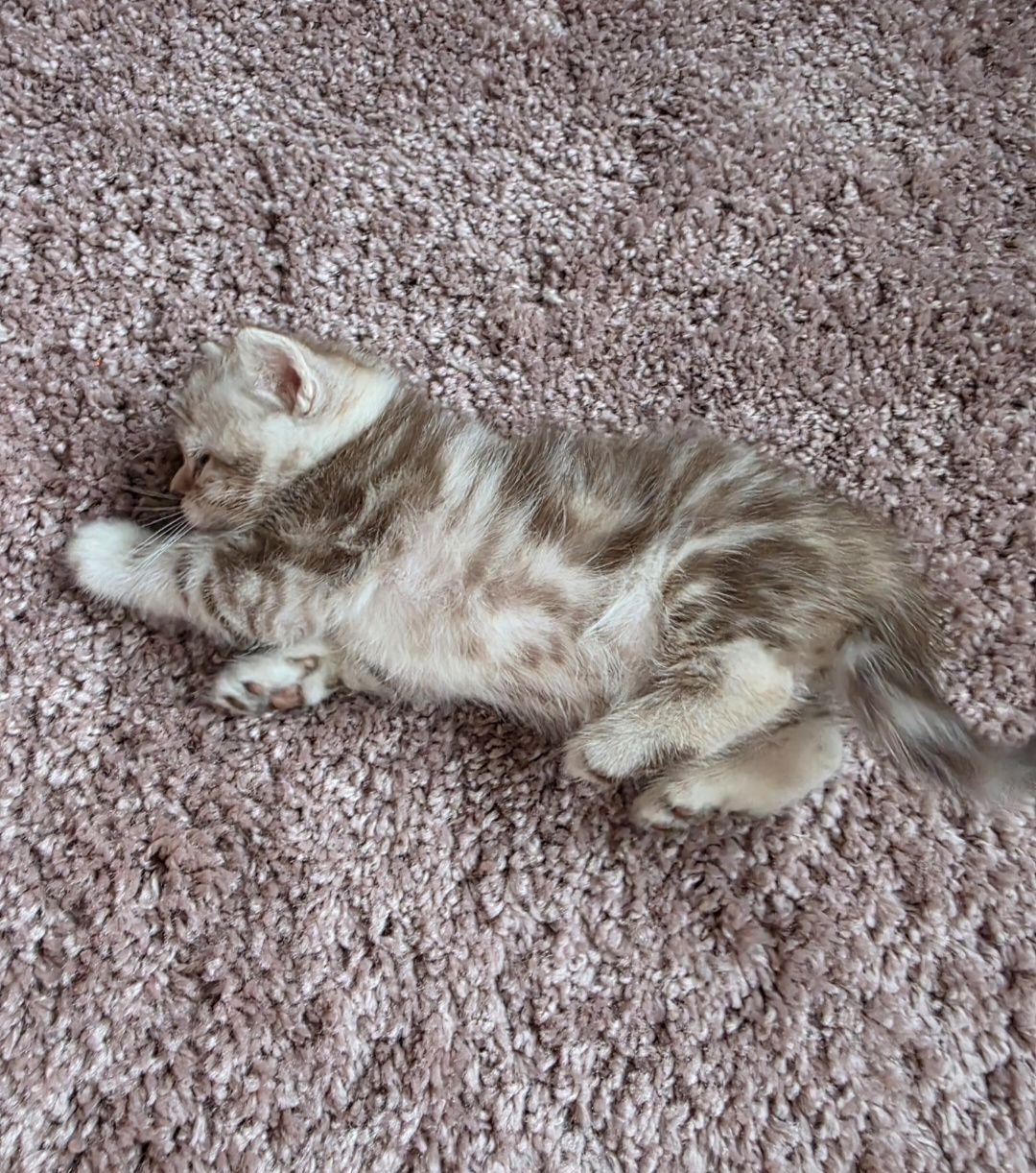 Шотландські мраморні кошенята