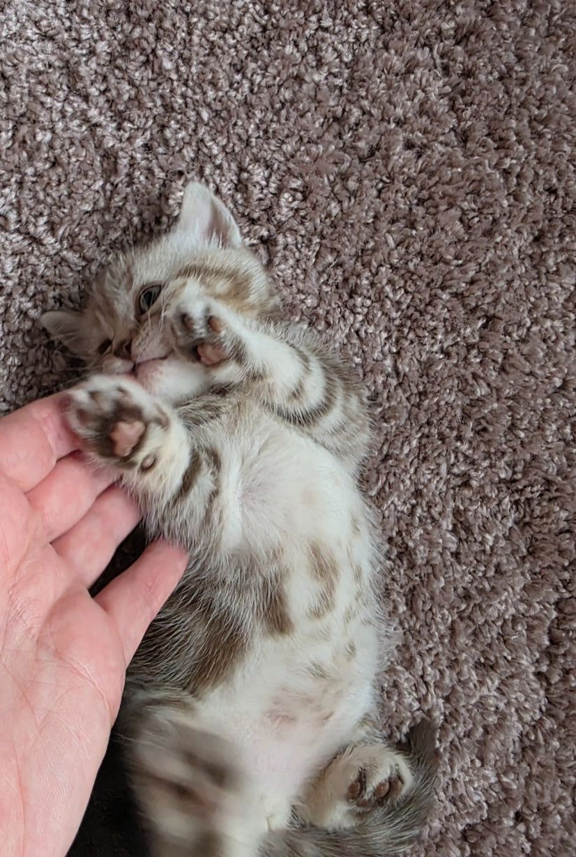 Шотландські мраморні кошенята