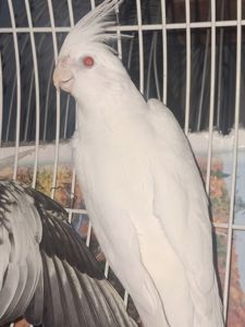 Корела альбіно