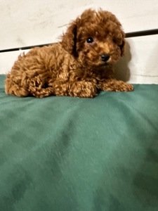 Китайський Хлопчик той пудель