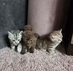 Шотландські мраморні кошенята