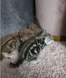 Шотландські мраморні кошенята