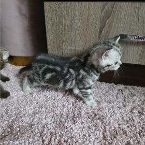 Шотландські мраморні кошенята