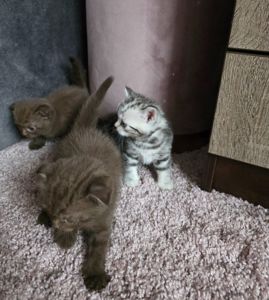 Шотландські мраморні кошенята