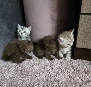 Шотландські мраморні кошенята