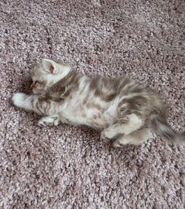 Шотландські мраморні кошенята