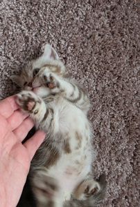 Шотландські мраморні кошенята