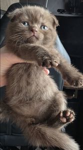 Шотландські мраморні кошенята