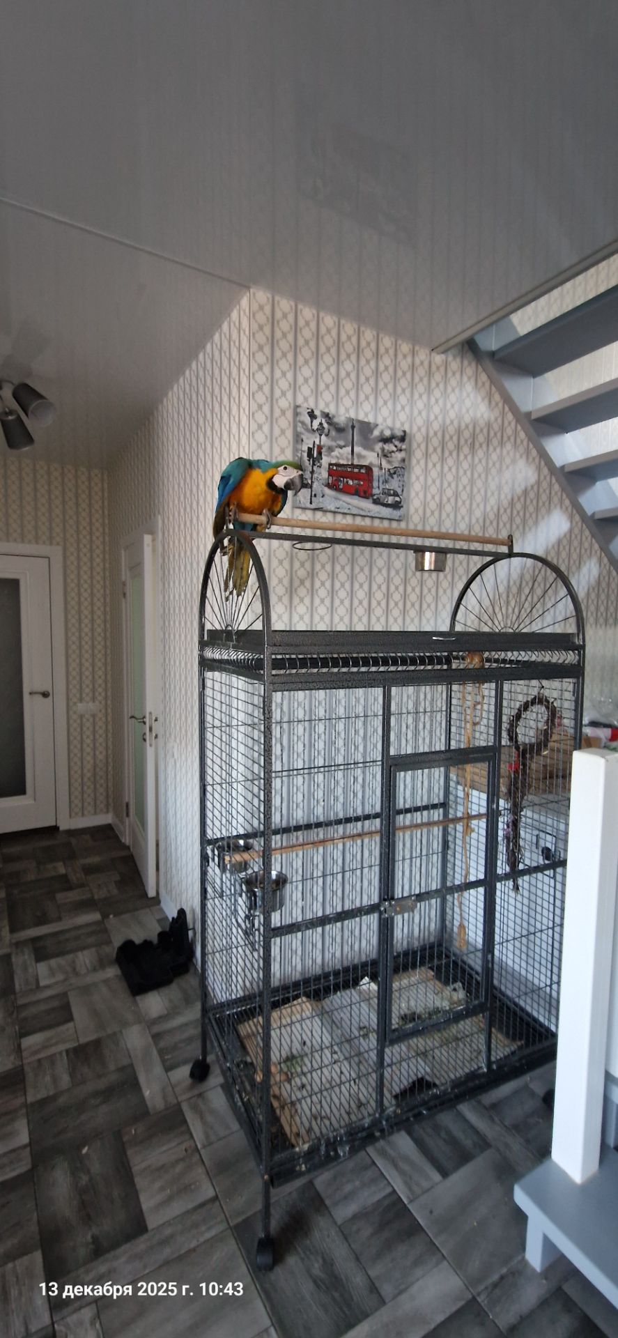 Ара сине желтый