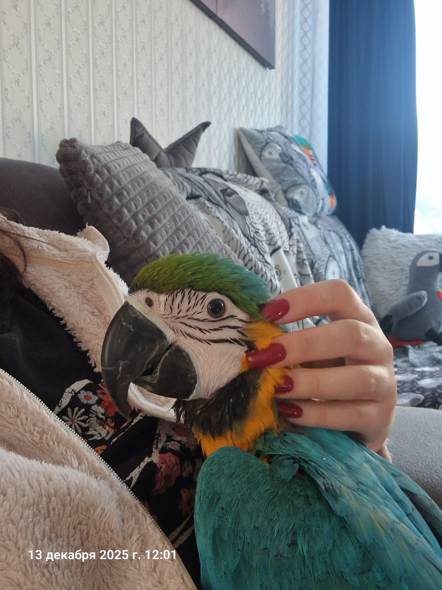 Ара сине желтый