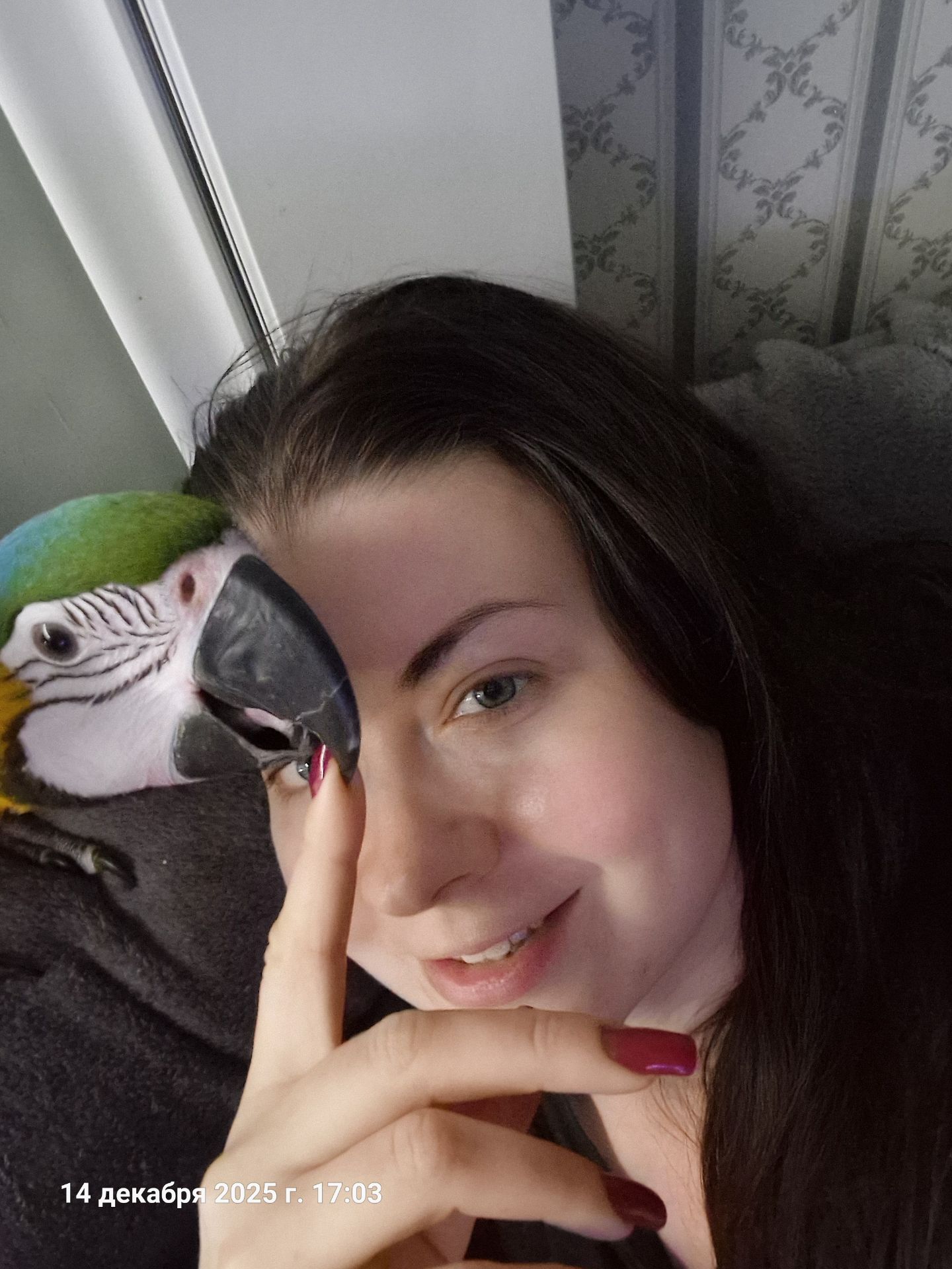 Ара сине желтый