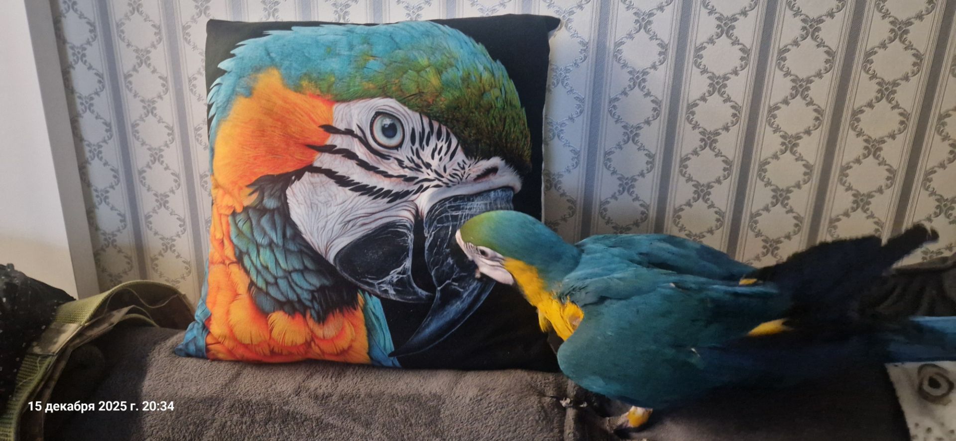 Ара сине желтый