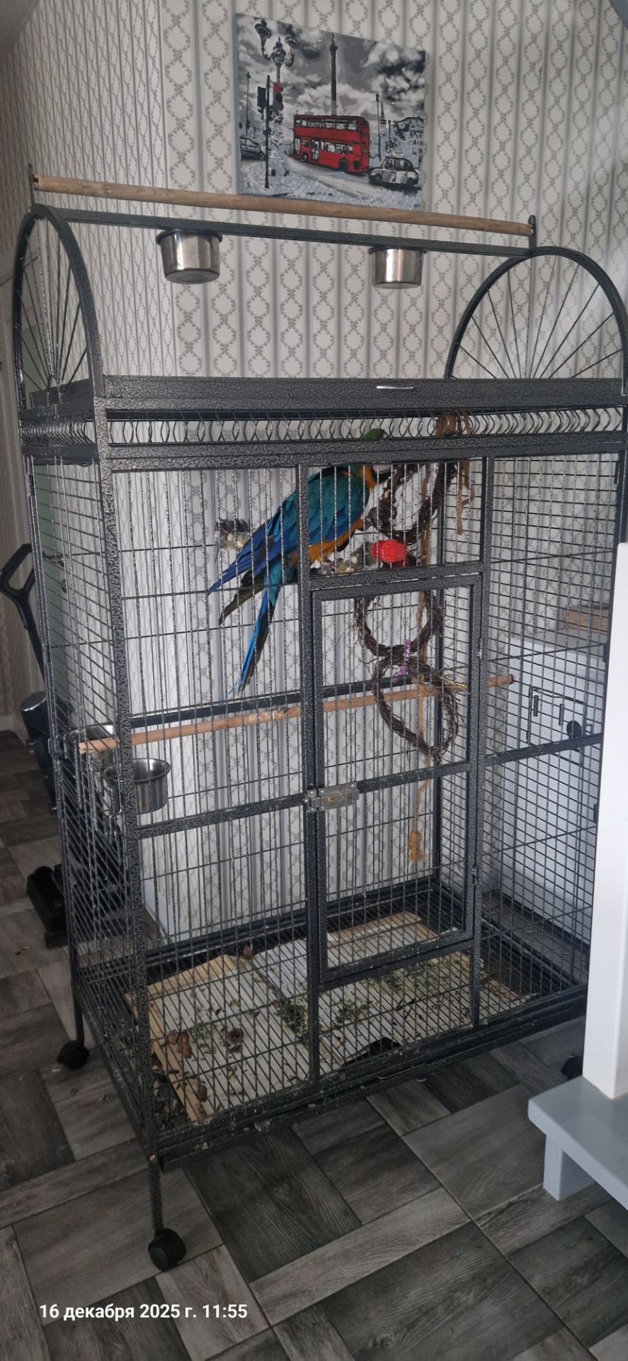 Ара сине желтый