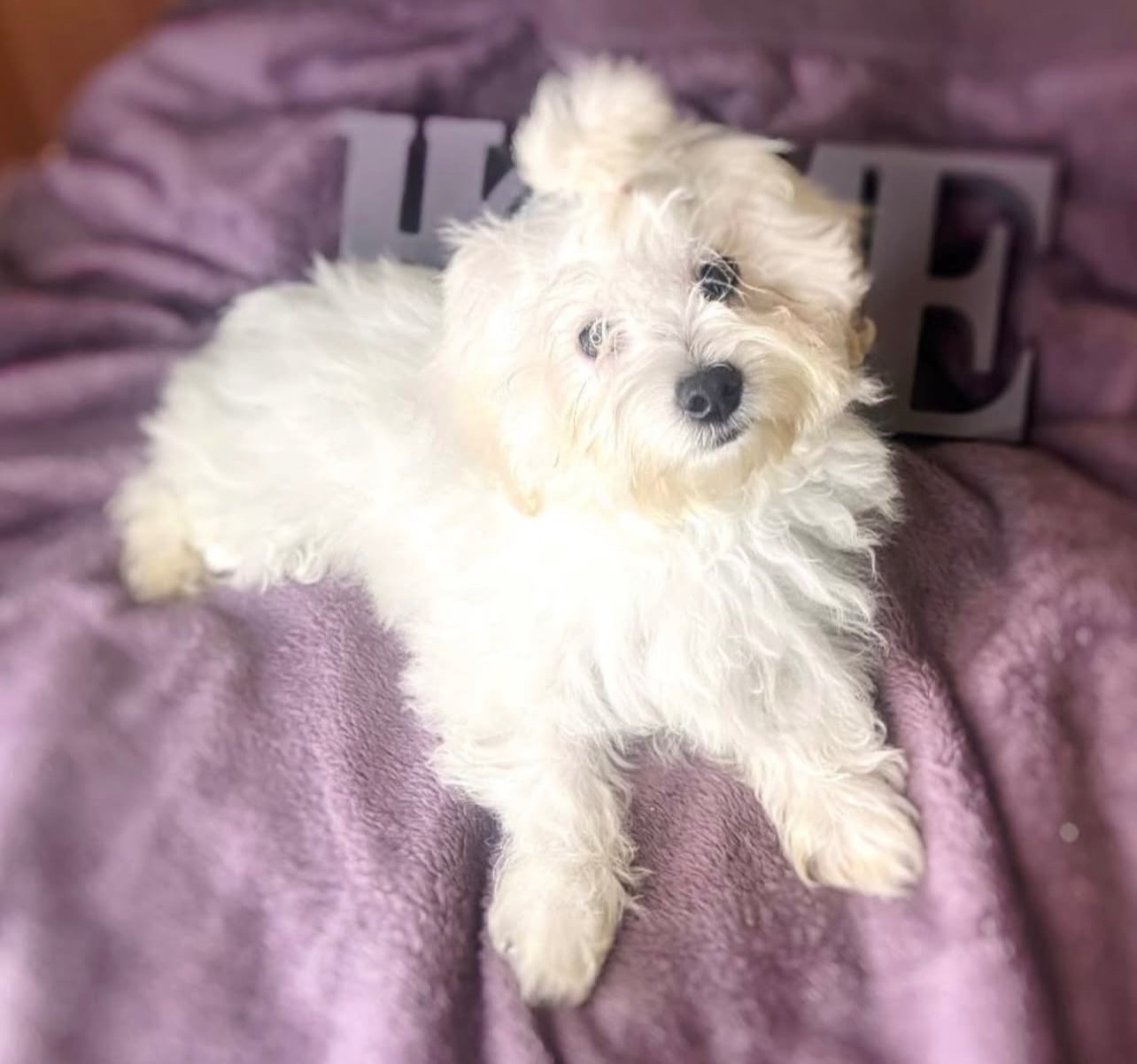 Мультіпу Ф1