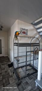 Ара сине желтый