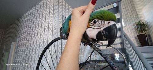 Ара сине желтый