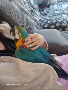 Ара сине желтый