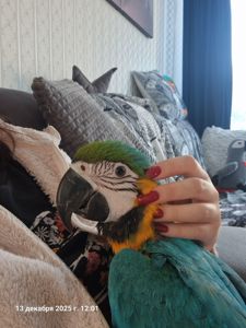 Ара сине желтый