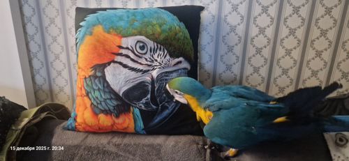 Ара сине желтый