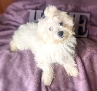 Мультіпу Ф1