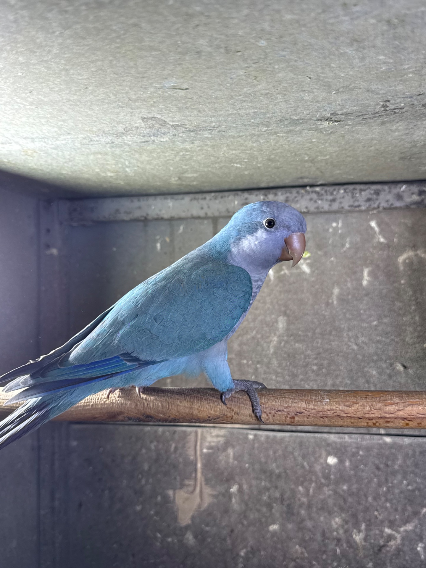 РУЧНІ ПТАШЕНЯТА Каліта монах квакер