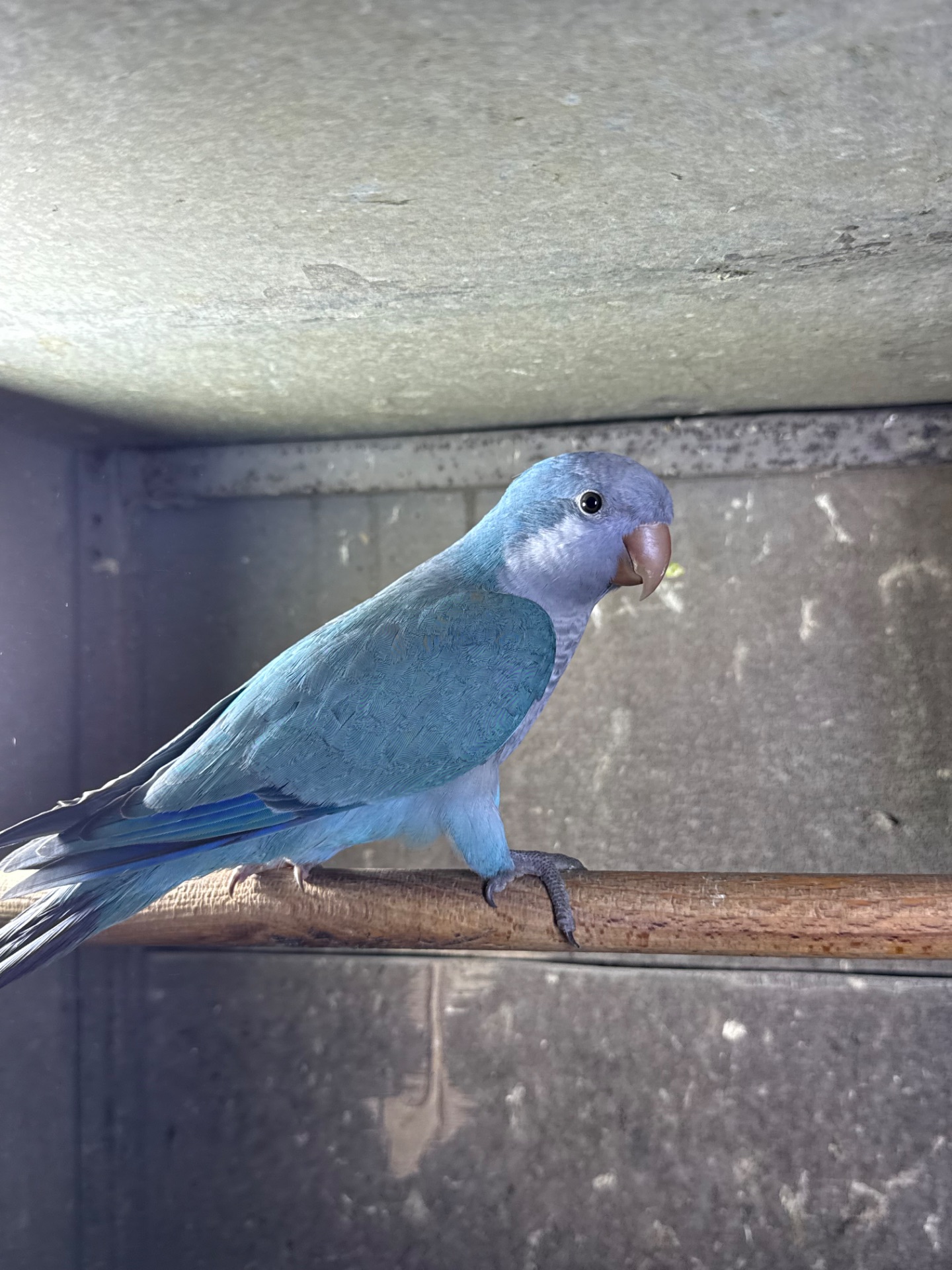 РУЧНІ ПТАШЕНЯТА Каліта монах квакер