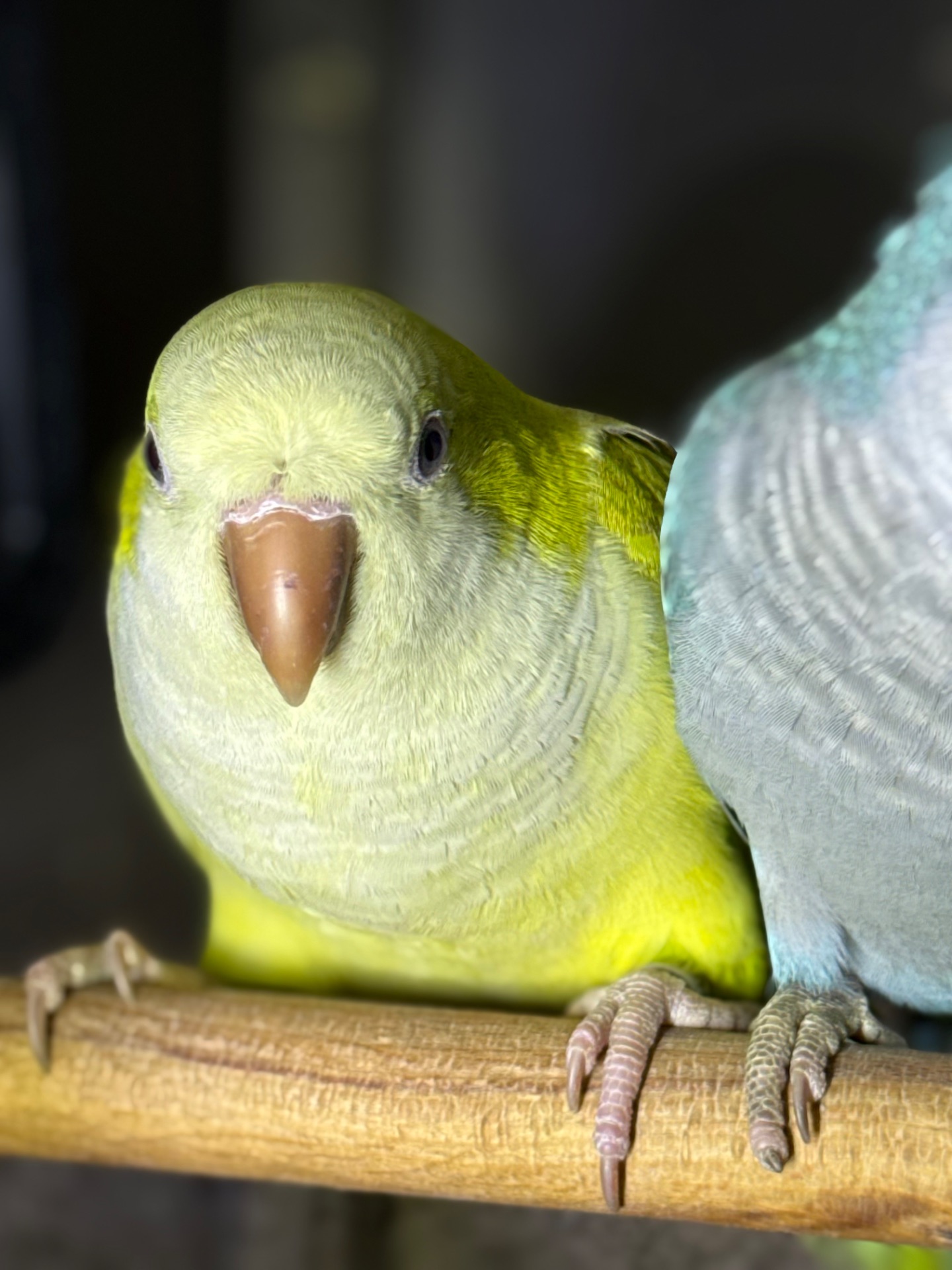 Ручные птенцы выкормыши монахи, возраст 2 месяца