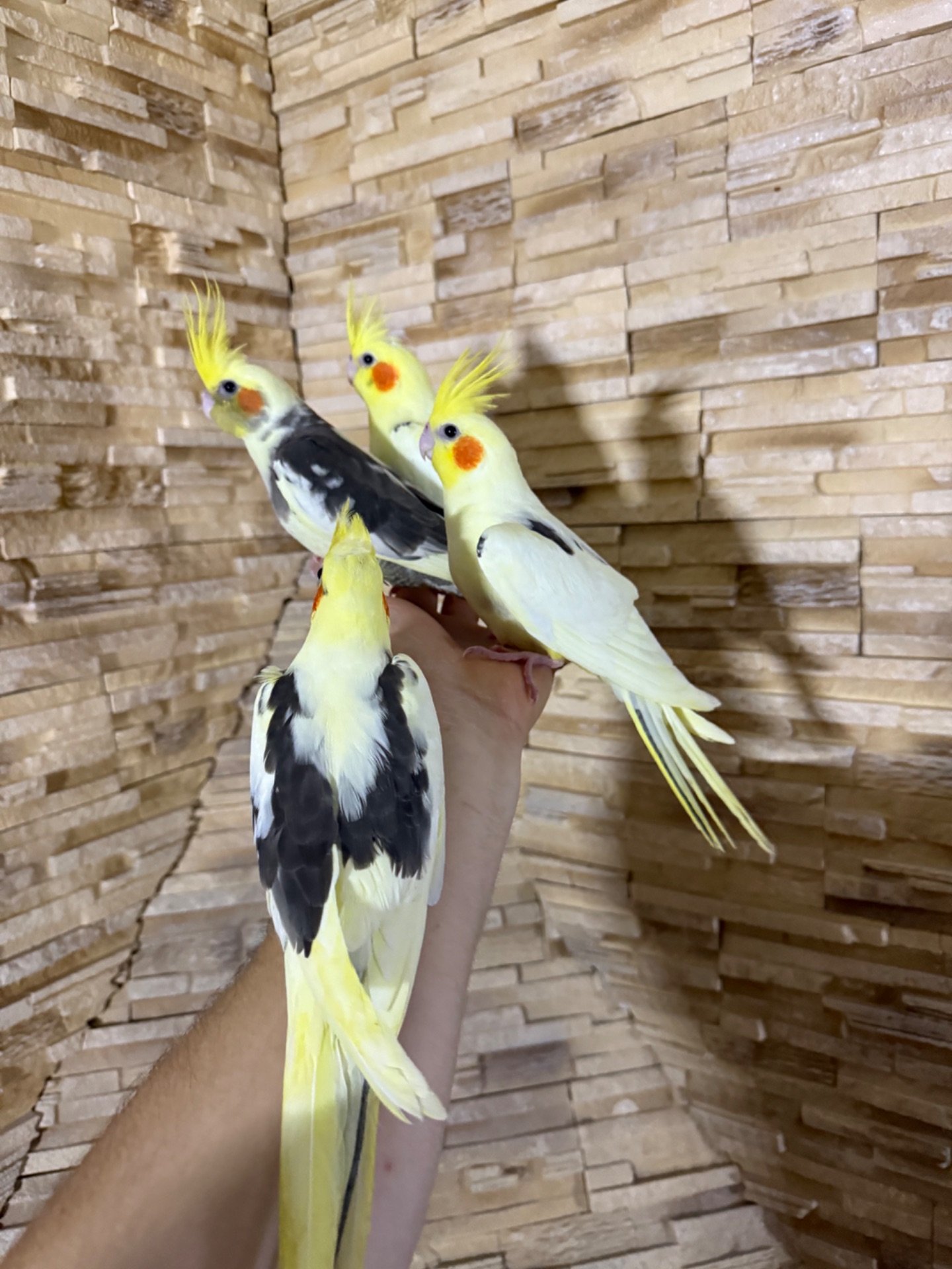 Говорящие попугаи Корелла Выкормыши