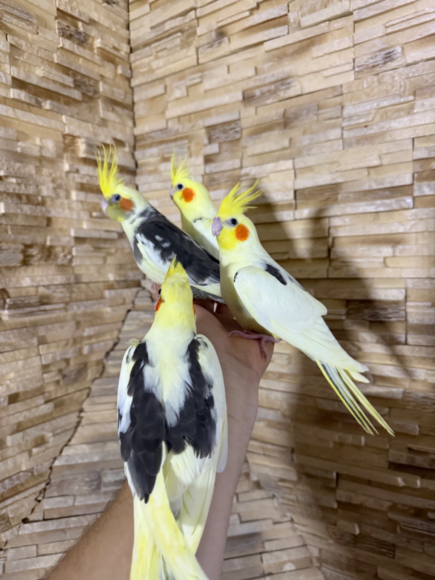 Говорящие попугаи Корелла Выкормыши