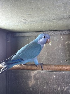 РУЧНІ ПТАШЕНЯТА Каліта монах квакер