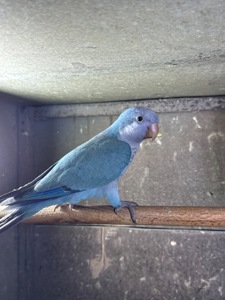 РУЧНІ ПТАШЕНЯТА Каліта монах квакер