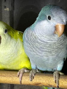 Ручные птенцы выкормыши монахи, возраст 2 месяца