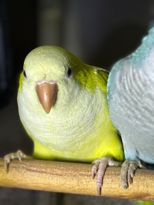 Ручные птенцы выкормыши монахи, возраст 2 месяца