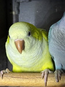 Ручные птенцы выкормыши монахи, возраст 2 месяца