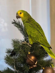 Говорящие и ручные попугаи Амазоны птенцы