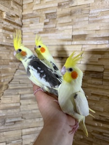 Говорящие попугаи Корелла Выкормыши