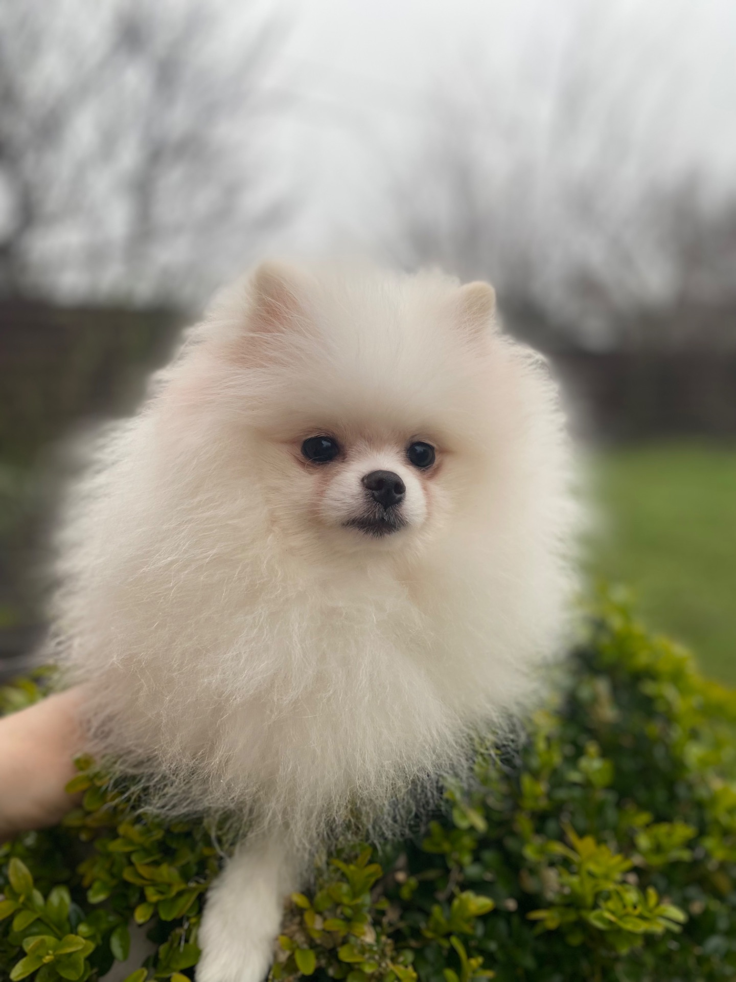 Померанський шпіц