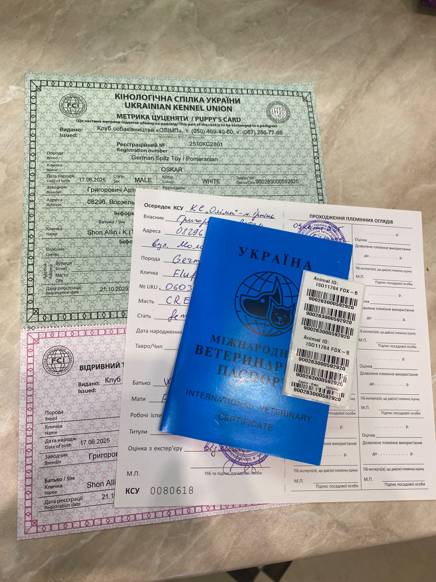 Померанський шпіц