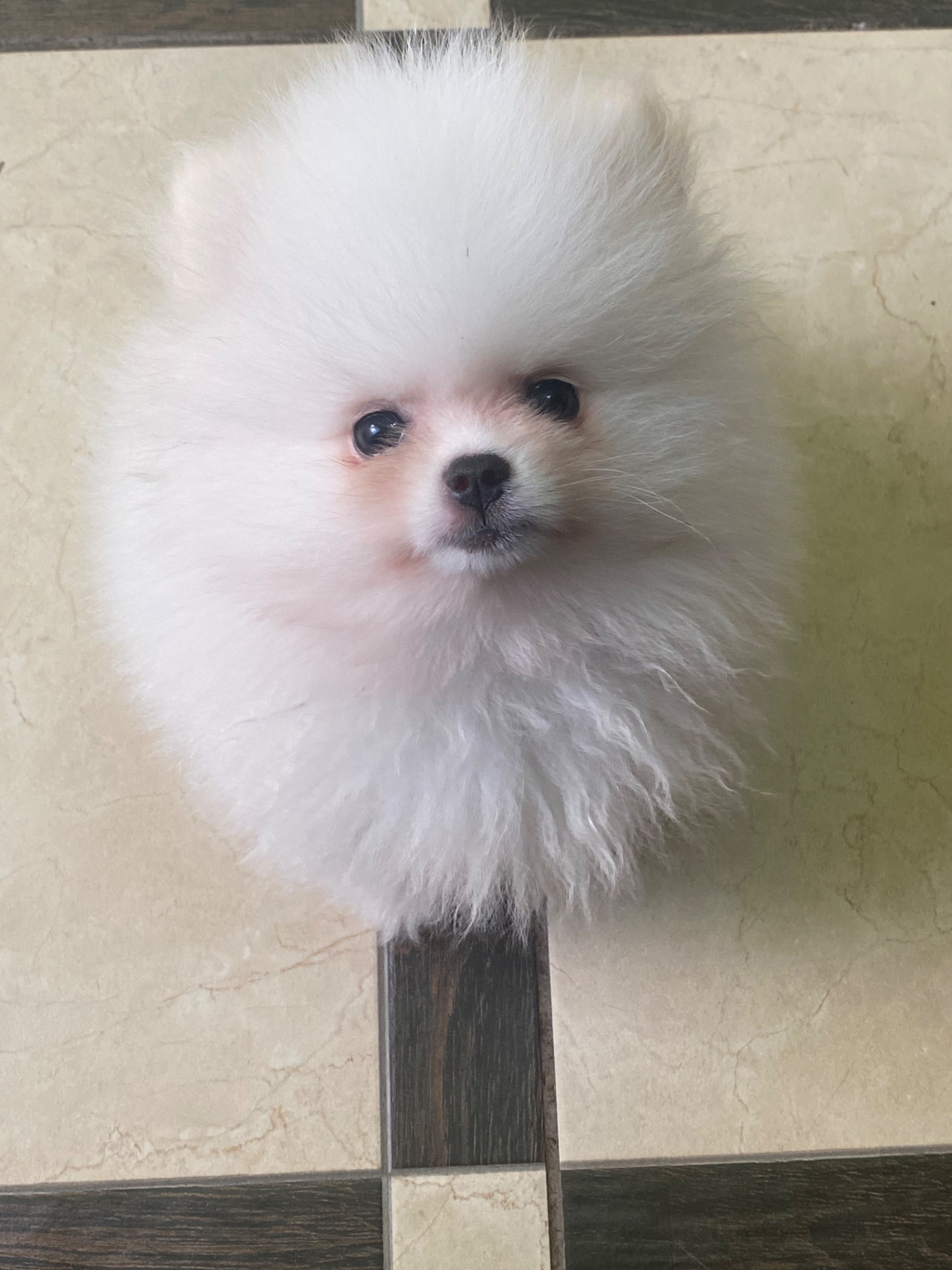 Померанський шпіц