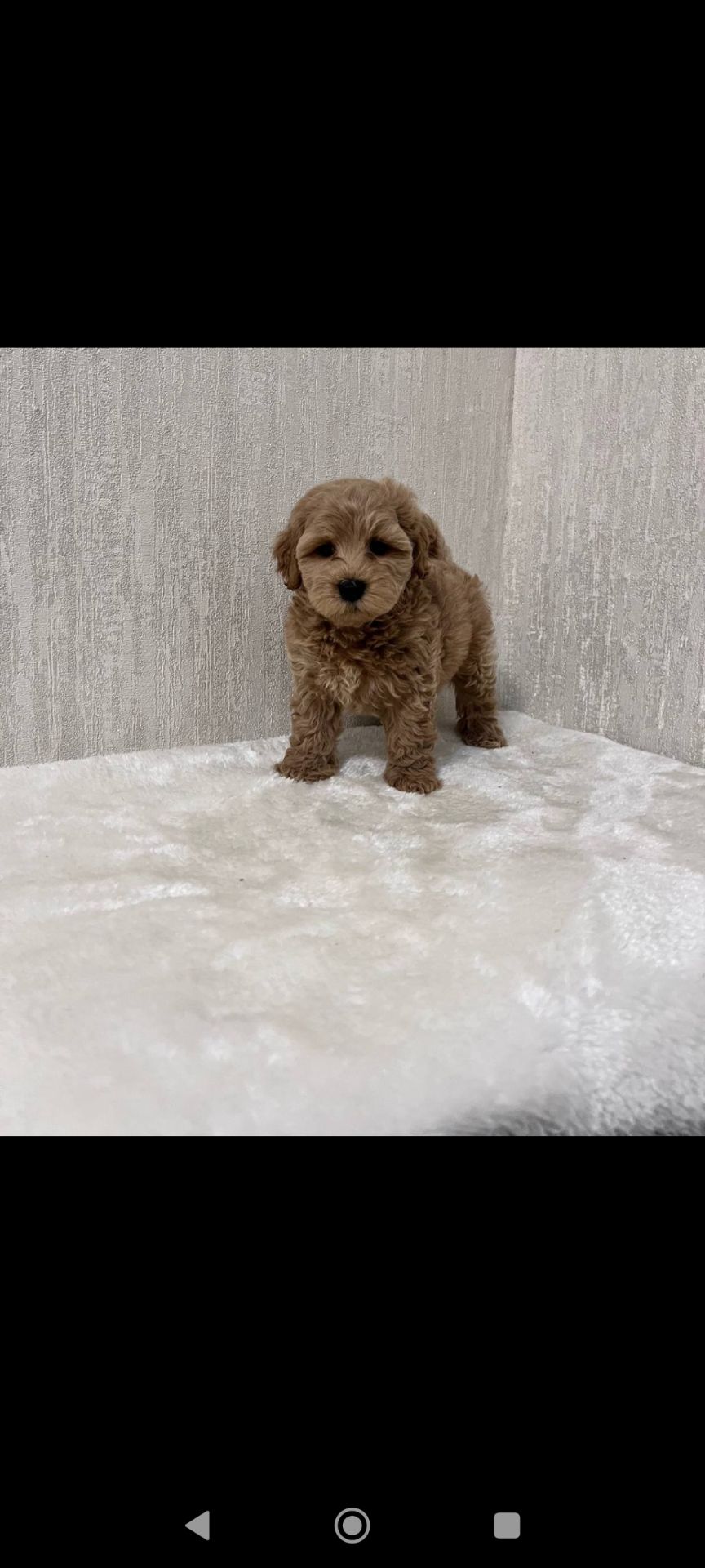 Цуценя Мальтипу