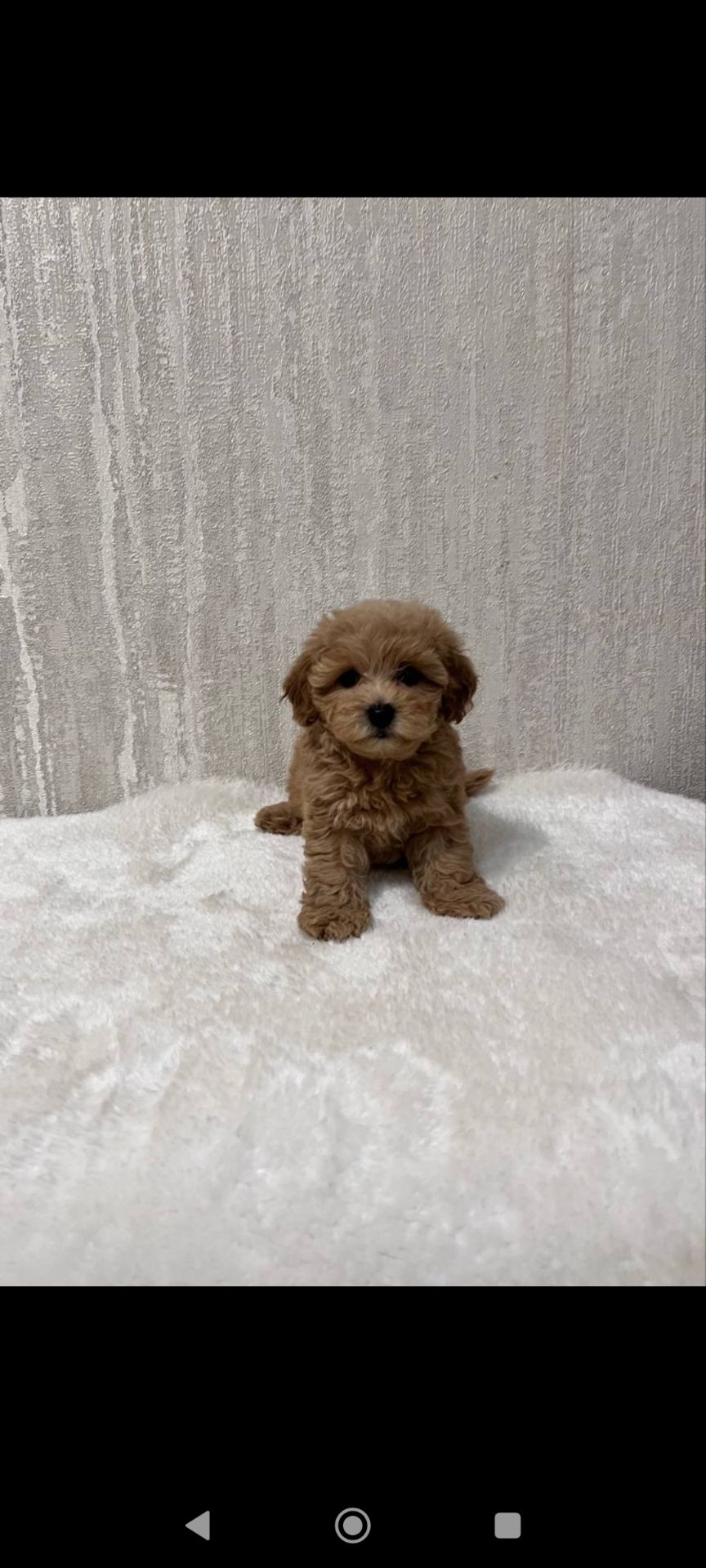 Цуценя Мальтипу