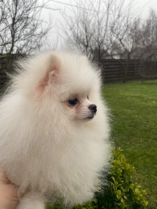 Померанський шпіц