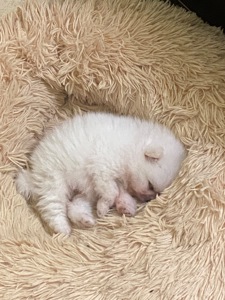 Померанський шпіц