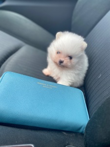 Померанський шпіц