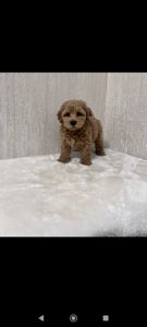 Цуценя Мальтипу