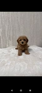 Цуценя Мальтипу