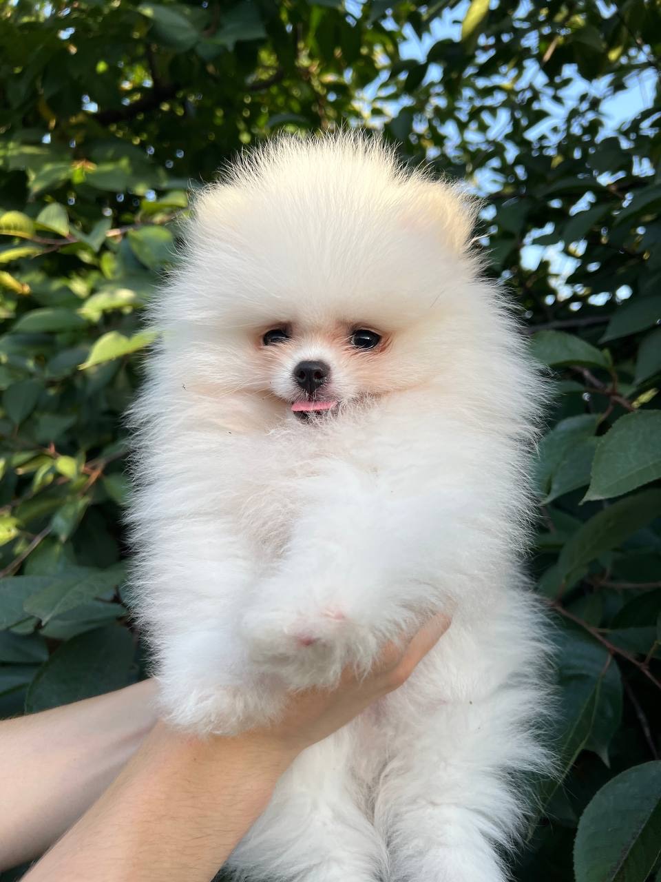 Померанський шпіц