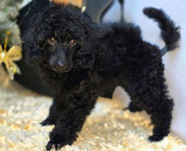 Щенок чёрного пуделя